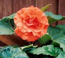 B. ‘Carol Wilkins of Ballarat’